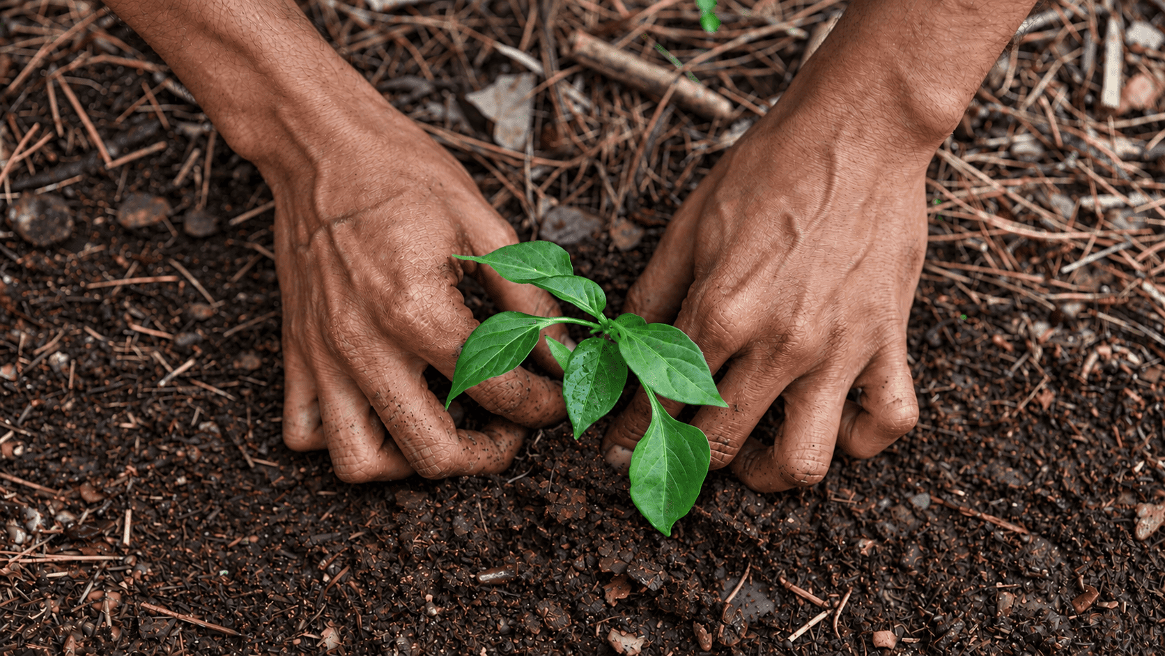 Banner Registro Forestal